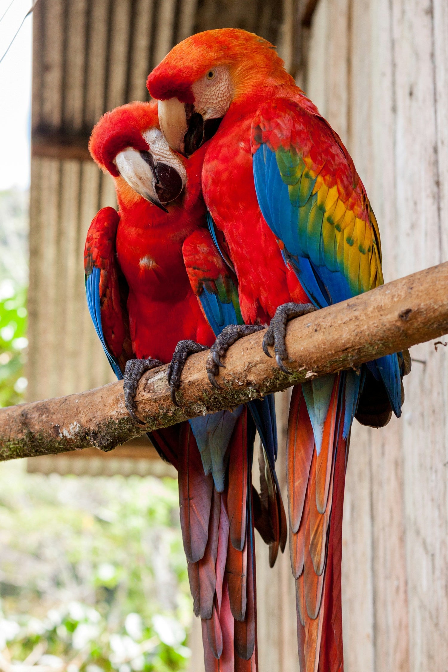 Birds