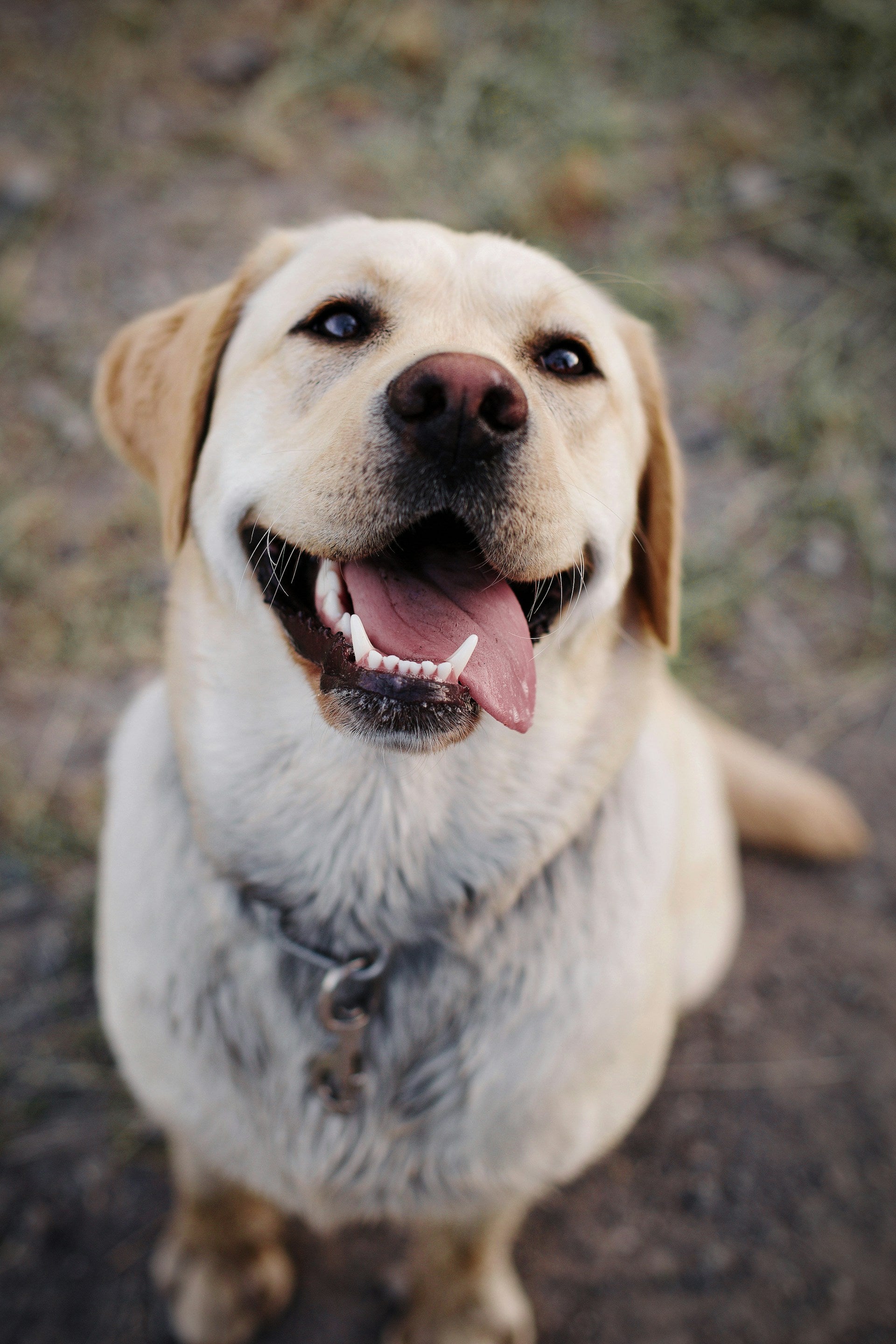 Dogs – The Pawtopia Shop